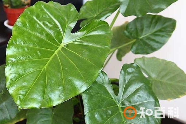 滴水观音叶子发黄是什么原因
