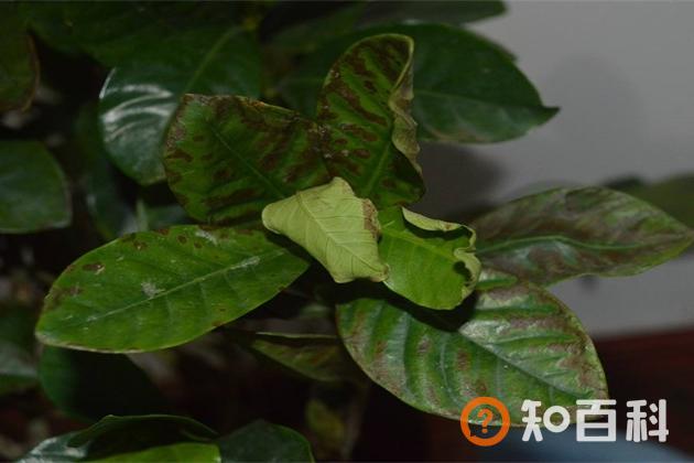 栀子花卷叶怎么回事 栀子花卷叶子怎么办