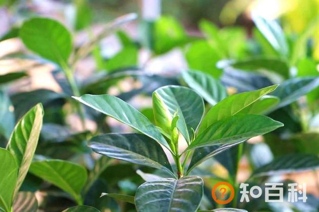 栀子花卷叶怎么回事 栀子花卷叶子怎么办