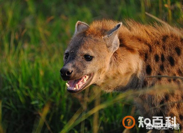 鬣狗,鬣狗厉害还是蜜獾更厉害？