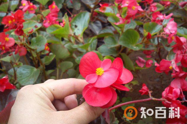 四季海棠有毒吗？四季海棠可以放在卧室内吗？