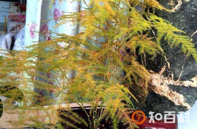文竹发黄怎么挽救 文竹掉叶子的处理方法