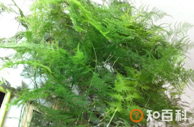 文竹怎么养更旺盛