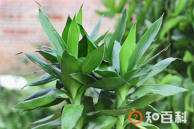 富贵竹杆发黄怎么急救？富贵竹杆子萎缩有救吗？