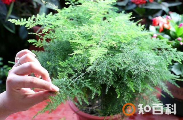 文竹发黄怎么挽救 文竹掉叶子的处理方法