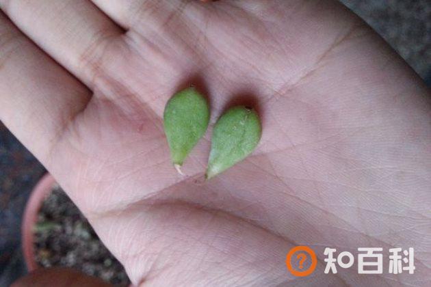 达摩福娘怎么繁殖？达摩福娘的扦插方法