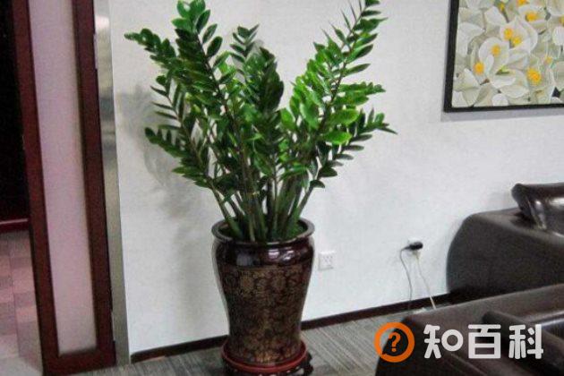 金钱树怎么扦插？金钱树的叶插繁殖方法
