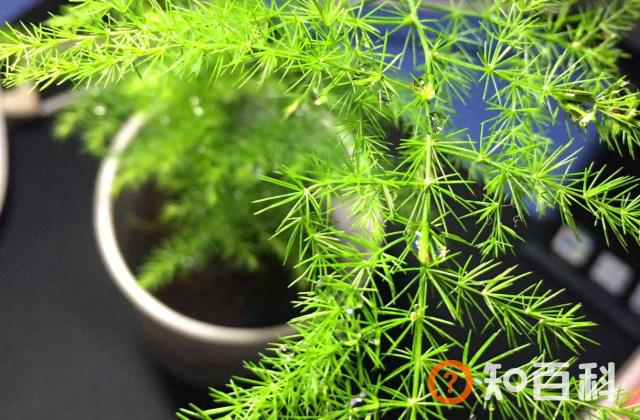文竹怎么养更旺盛