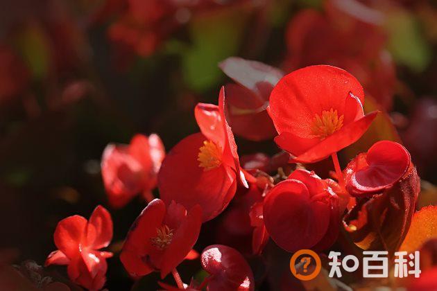 四季海棠有毒吗？四季海棠可以放在卧室内吗？