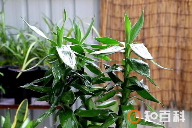 富贵竹杆发黄怎么急救？富贵竹杆子萎缩有救吗？