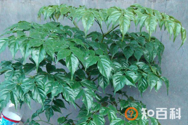 幸福树吸收甲醛吗？幸福树的功效与作用