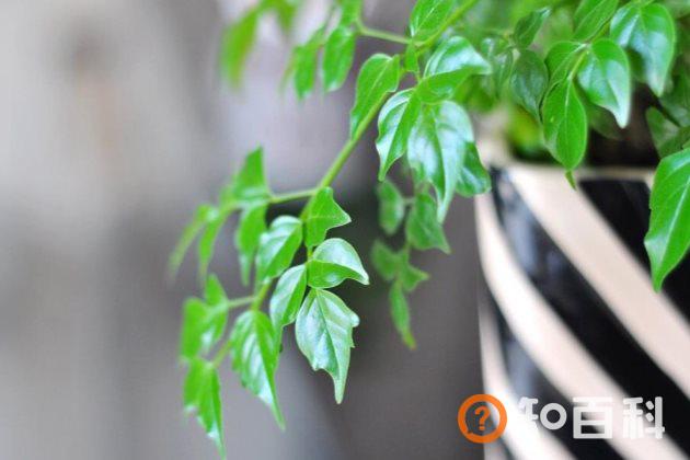 幸福树吸收甲醛吗？幸福树的功效与作用