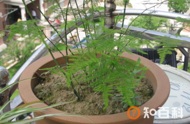 文竹发黄怎么挽救 文竹掉叶子的处理方法