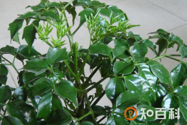 幸福树吸收甲醛吗？幸福树的功效与作用