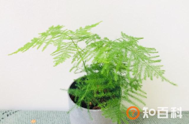 文竹怎么养