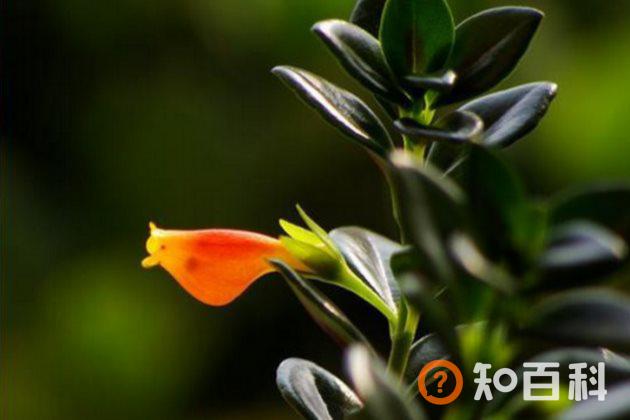 金鱼吊兰怎样修剪？金鱼吊兰的修剪方法
