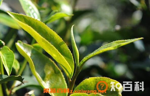 古树茶怎么冲泡 冲泡古树茶的注意事项