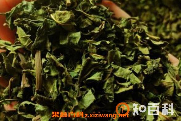 桑叶茶的功效与作用 桑叶茶不适合什么人喝