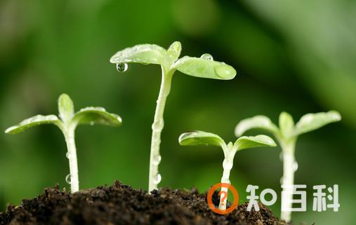 9月10日是什么节日？世界预防自杀日是几月几日