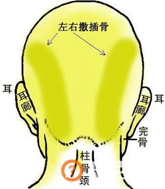 骨相图解：左右撒插骨