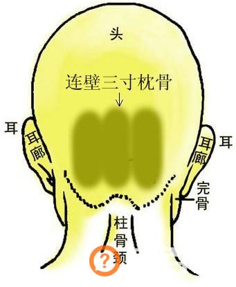 骨相图解：连璧三寸枕骨