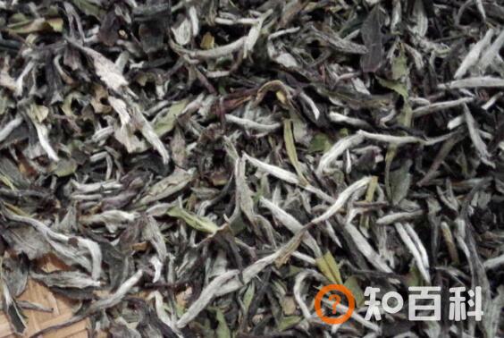 福鼎大白茶和小白茶的区别