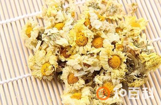 杭白菊的功效与作用及禁忌