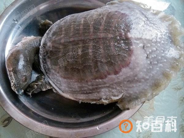 清炖甲鱼汤做法大全
