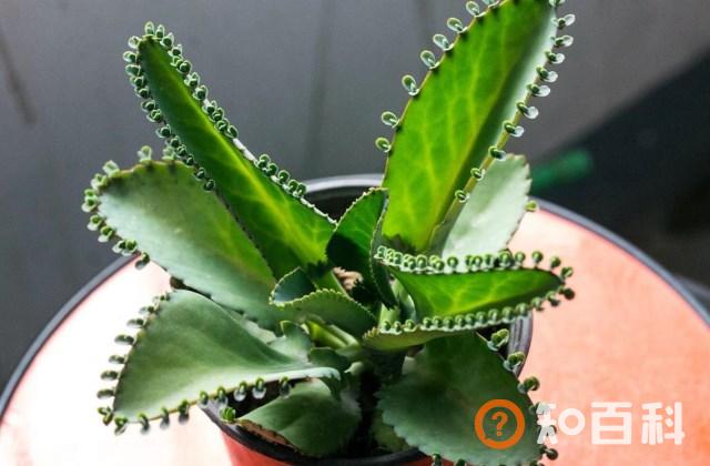 落地生根是什么植物