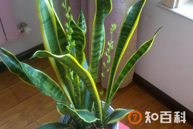 不需要多浇水的植物，饿着养才可以枝繁叶茂！