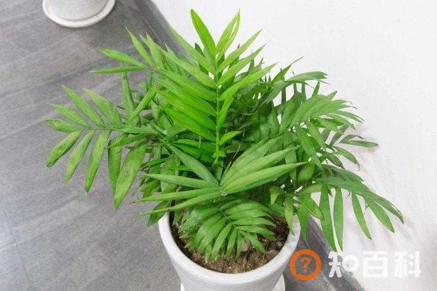 花盆土壤板结怎么办？花土发白结块这样做就可以轻松解决！