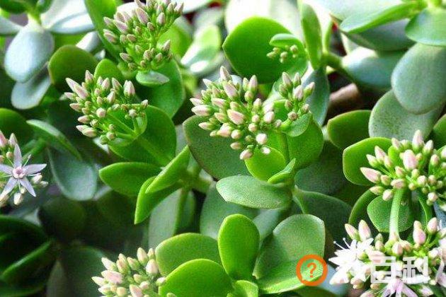 什么植物最容易扦插？容易扦插生根的花草树木大盘点！