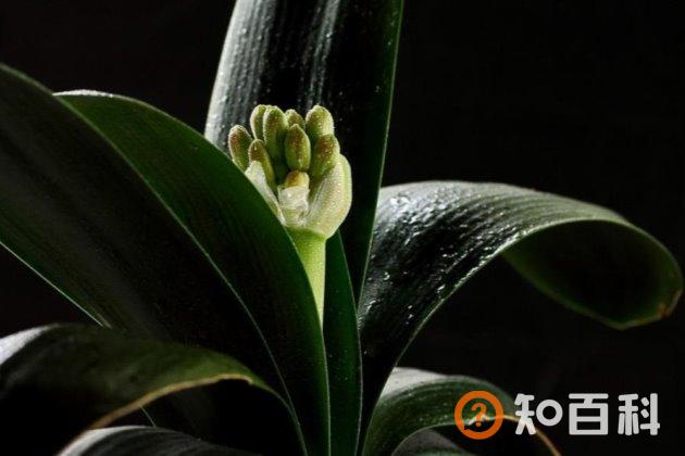 花盆土壤板结怎么办？花土发白结块这样做就可以轻松解决！