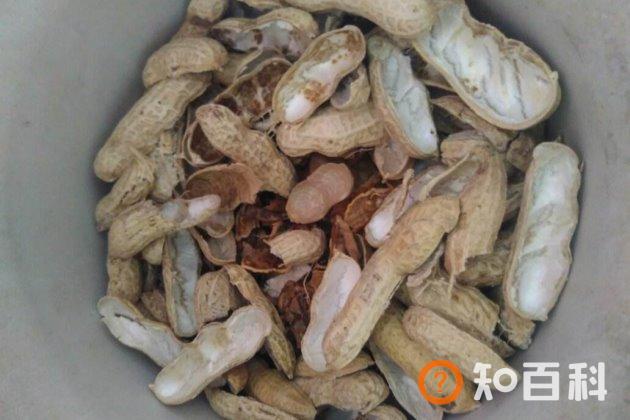 花盆土壤板结怎么办？花土发白结块这样做就可以轻松解决！