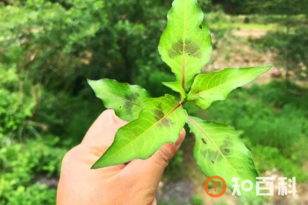 辣蓼草的作用与功效