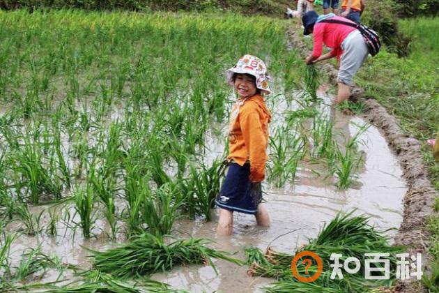 人生在世苦亦乐！怀念那个被“三农”承包了的童年！