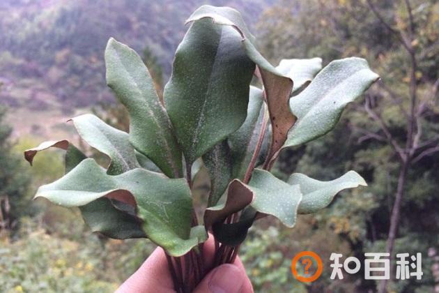 石苇怎么种好？石苇的功效与作用是什么