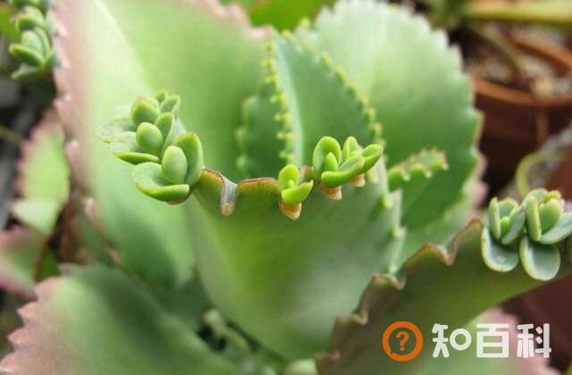 落地生根是什么植物