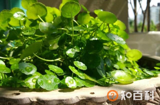 铜钱草长乱了怎么办