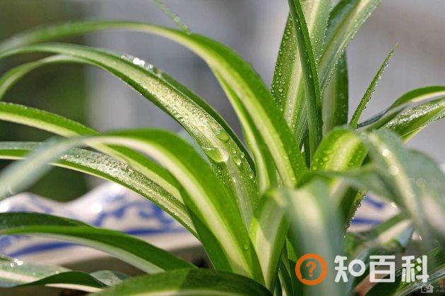 什么植物最容易扦插？容易扦插生根的花草树木大盘点！