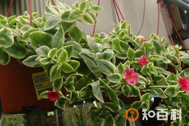 什么植物最容易扦插？容易扦插生根的花草树木大盘点！
