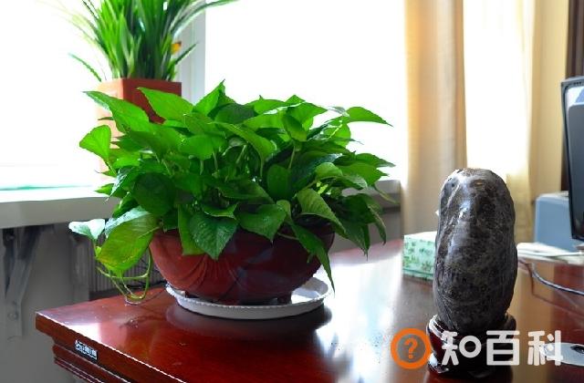 绿萝怕晒太阳吗 绿萝怕阳光晒吗