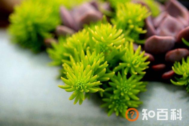 多肉怎么换盆才好？多肉植物换盆换土方法