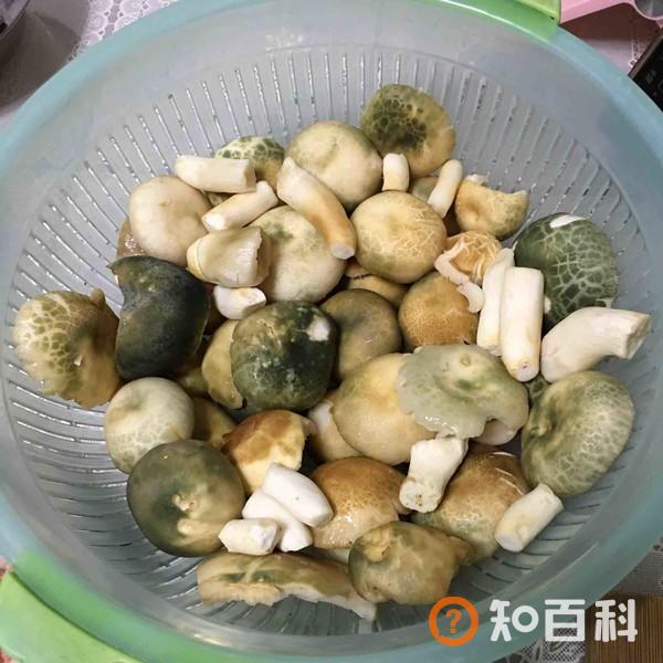 舌尖上的美味～肉酿青头菌做法大全