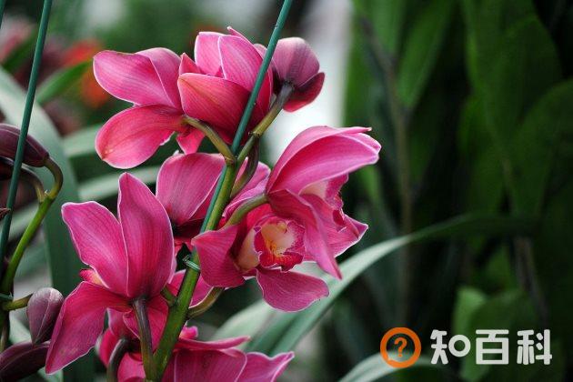 蕙兰烂根怎么办