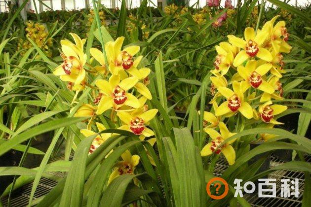 蕙兰烂根怎么办