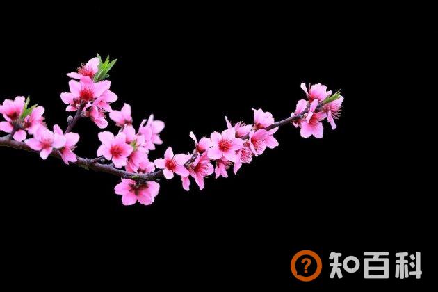 桃花有毒吗？桃花的功效与作用及禁忌