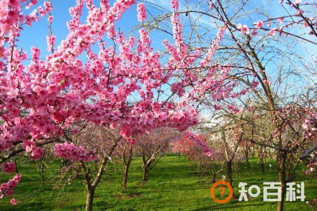 桃花有毒吗？桃花的功效与作用及禁忌