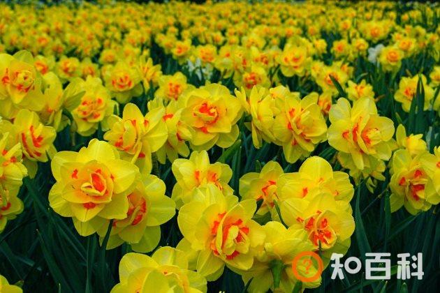 水仙花叶子发黄怎么办