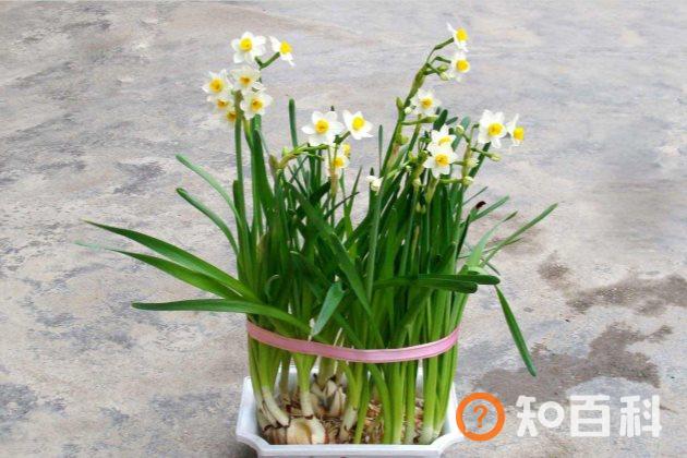 水仙花叶子发黄怎么办
